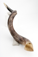 M2010.101ii.jpg; M2010/101; ; shofar